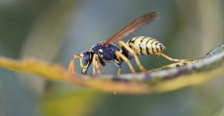 The September Pest Texas Homeowners Mistake For Wasps (And Why It’s Actually Worse)
