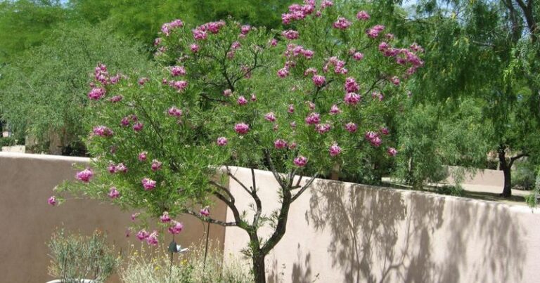 10 Arizona Desert Trees You Plant This Fall That Shade Your Roof By Summer
