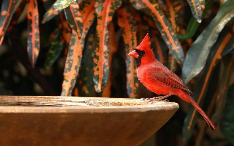 What It Means When Cardinals Keep Picking Your Arizona Yard — It Isn’t By Chance