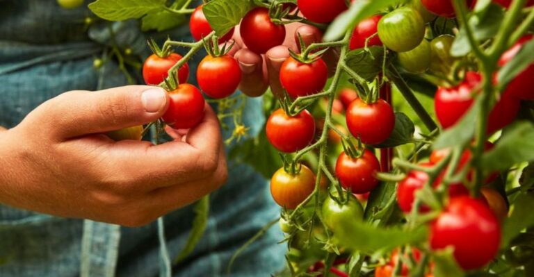 20 Vegetables Arizona Gardeners Grow In A No-Dig Bed Without Ever Turning The Caliche