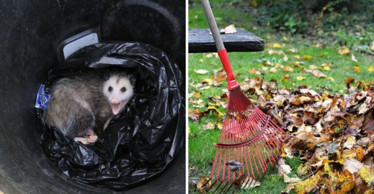 What To Do If Opossums Keep Showing Up In Your Texas Yard