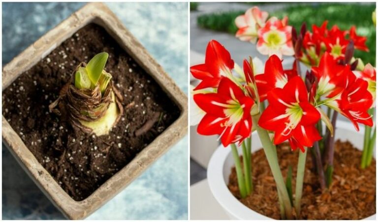 Your Wisconsin Amaryllis Bulb Reblooms Every Year If You Rest It Right After the Holidays