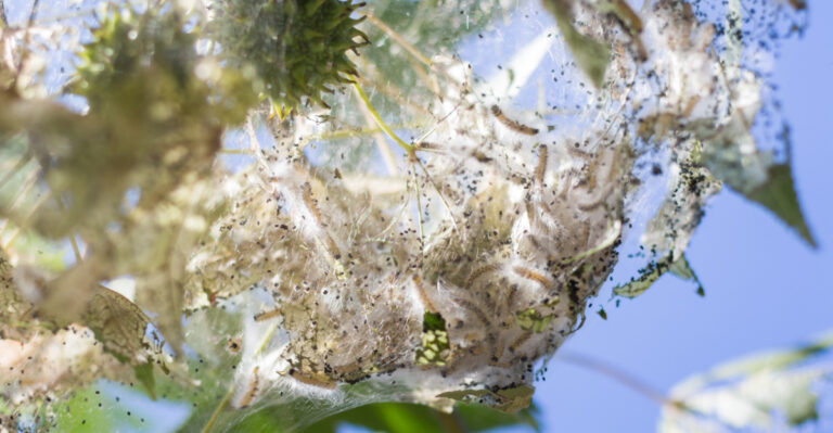 The Gray Nests Appearing On Kentucky Tree Branches Right Now