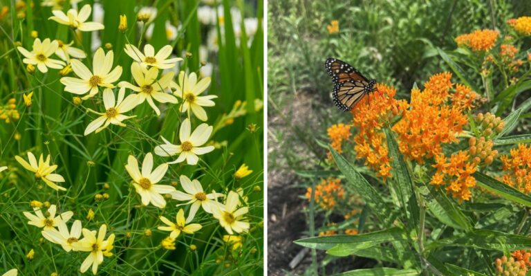 8 Easy To Grow Perennials Every Low Effort North Carolina Gardener Should Have
