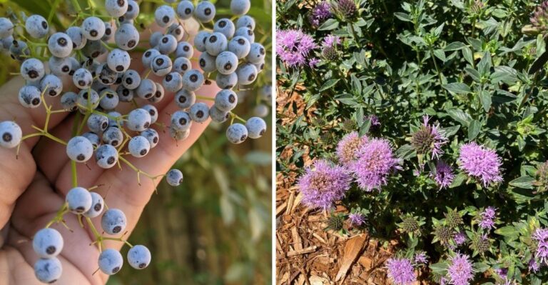 The California Native Plants That Are Perfect For Fall Planting