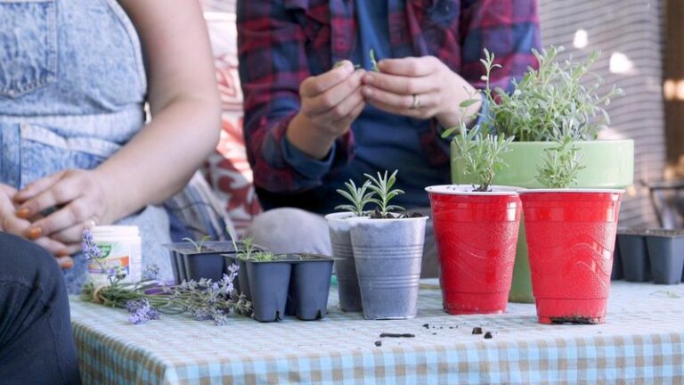How To Root Lavender From Cuttings In Arizona’s Heat For A Possible Low Border