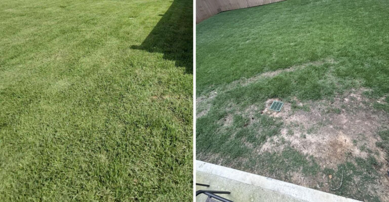 What Florida Zoysia Grass Needs In September Before Fall Arrives