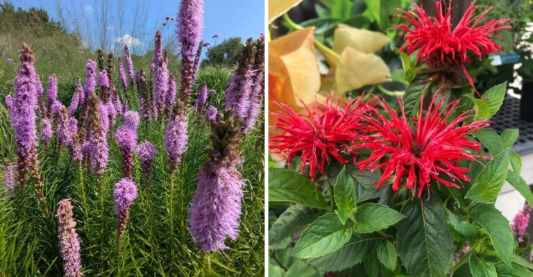 7 North Carolina Perennials That Grow Back Stronger After A Dry Year