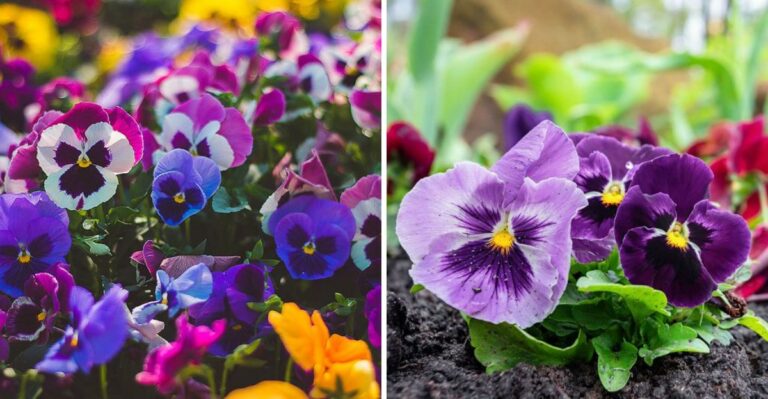 The Fall Color Texans Are Planting Now For Instant Curb Appeal
