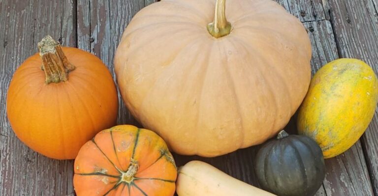How To Cure Winter Squash And Pumpkins After An Oregon September Harvest