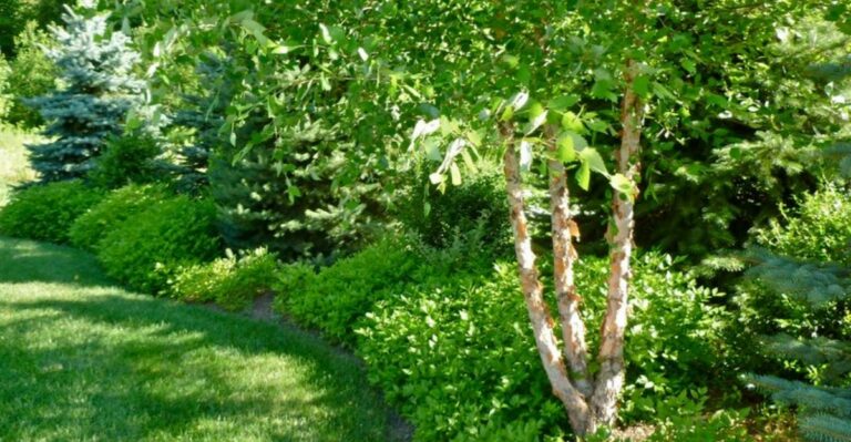 garden with lush green shrubs and a river birch tree