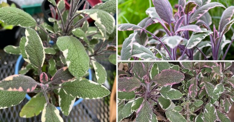 The Most Underrated Herb North Carolina Gardeners Are Planting This Fall For Instant Color