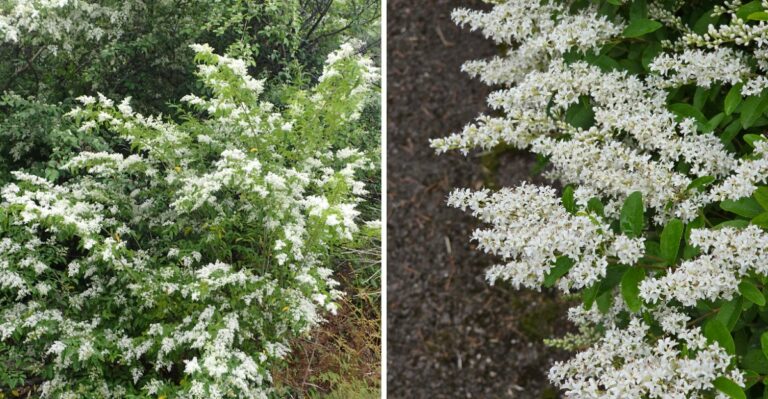 A Fast Spreading Shrub Few Alabama Homeowners Recognize Is Quietly Taking Over Fence Lines