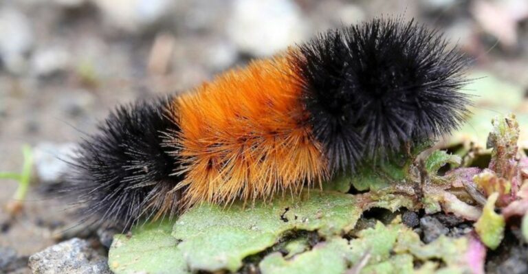 Georgia Homeowners May Find Woolly Bear Caterpillars Crossing Yards This Fall