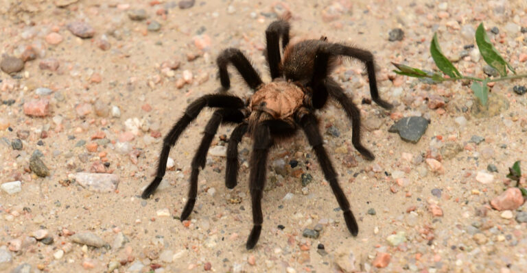 The Spider Moving Across Southern Missouri Roads Until The First Frost