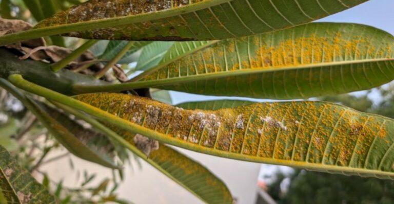 Orange Dust Under Your Florida Plumeria Leaves? September Is When This Problem Can Become Obvious