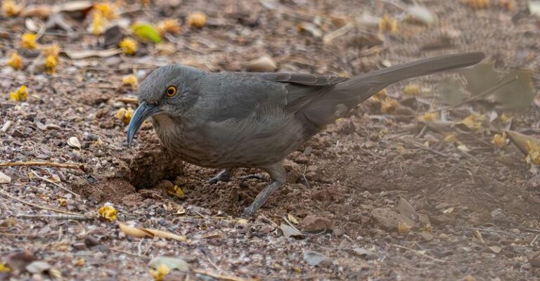 What It May Mean When You See a Curve-Billed Thrasher in Your Arizona Yard