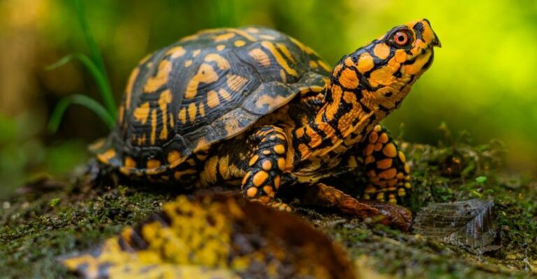 Why Box Turtles Are Wandering Through New Jersey Yards Right Now