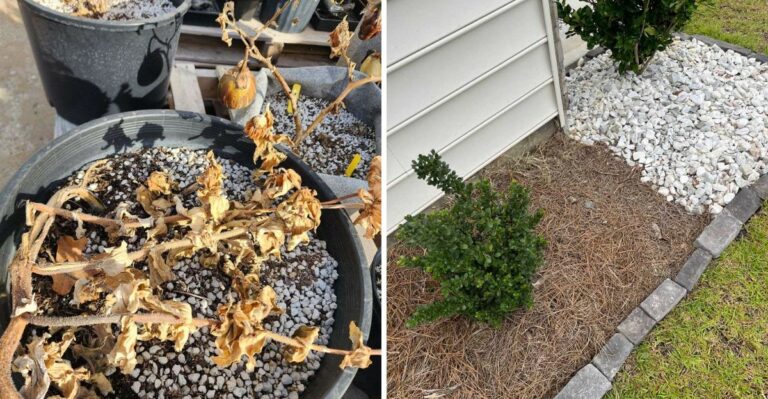 Why A Green Plant Is Not Automatically Fire-Safe In A California Yard