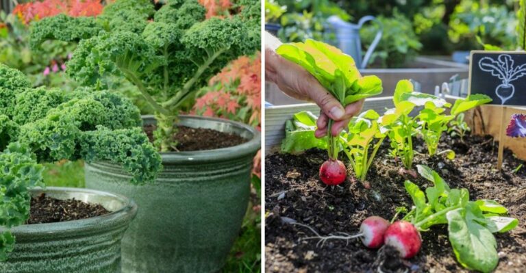 9 California Fall Vegetables To Plant Before Cooler Nights Arrive