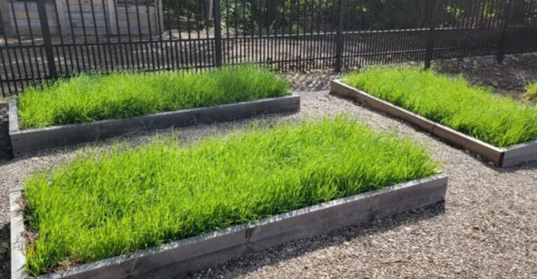 Indiana Vegetable Beds Benefit From A Cover Crop Sown Before October