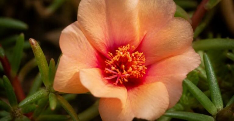 Got Portulaca? 8 Things Arizona Gardeners Must Do Now To Keep Them Blooming Through The Heat