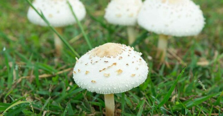 Mushrooms Are Appearing Across Washington Lawns After The First Fall Rain