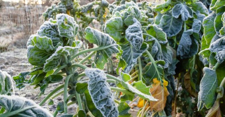 Northern Indiana’s First Frost Arrives Earlier Than The Calendar Suggests