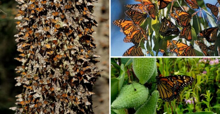 Missouri Trees Covered In Orange Clusters At Dusk Are Hosting Overnight Travelers