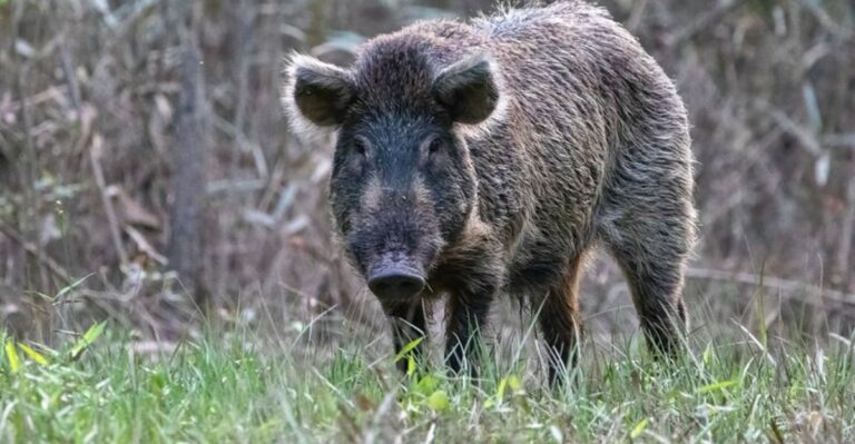 Georgia Homeowners Are Finding Signs Of Feral Hogs In Their Yards