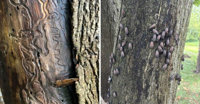 8 Virginia Trees Facing Invasive Insect Damage Right Now