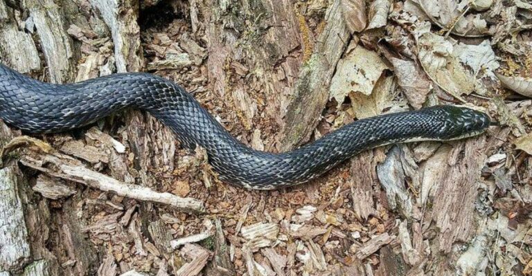 The Big Black Snake Near Your Ohio Shed May Be Helping With A Rodent Problem