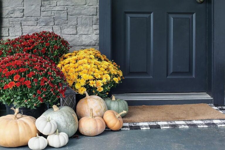 Never Buy Fall Mums This Early In Arizona — Here’s The Exact Week To Buy Them For Color Into November