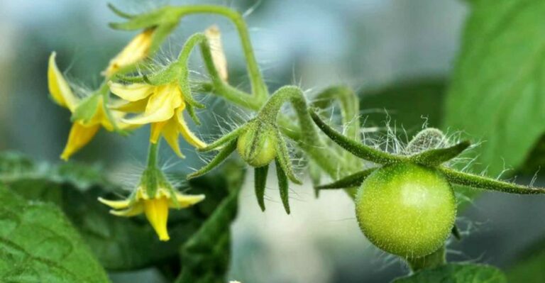 Stop Making This Late-Season Tomato Mistake Before It Hurts Your Harvest