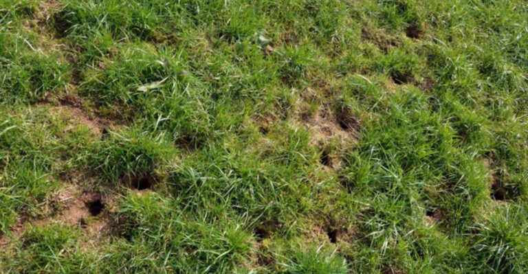 lawn with small holes