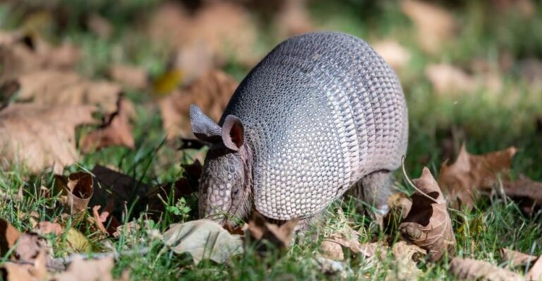 What A Visiting Armadillo Could Reveal About Your Virginia Yard