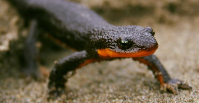 The Meaning Behind Finding A Rough-Skinned Newt In Your Oregon Garden