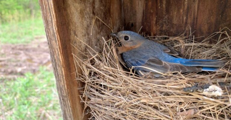 Why Bluebirds May Start Gathering Around Georgia Yards In September