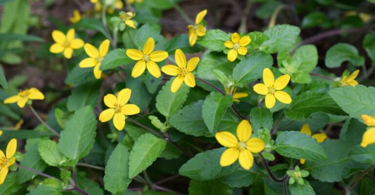 The Most Underrated Georgia Native That Crowds Out Weeds Along Woodland Edges