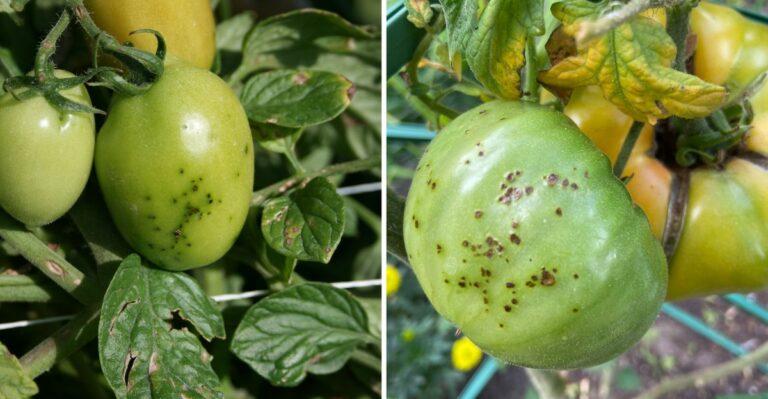 These Tiny Freckles On Illinois Tomatoes Spread Faster In Cool Weather