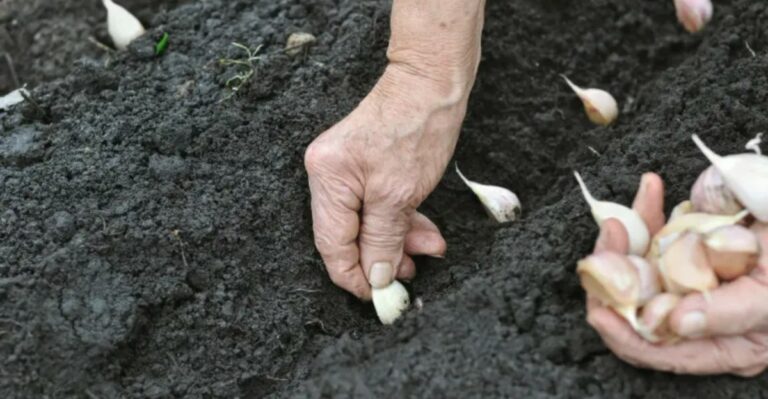 Why Michigan Gardeners Should Plant Garlic In October, Not Spring
