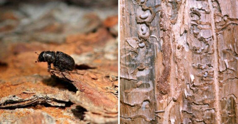 A Forest Pest Is Making A Comeback Across Colorado Landscapes This Year