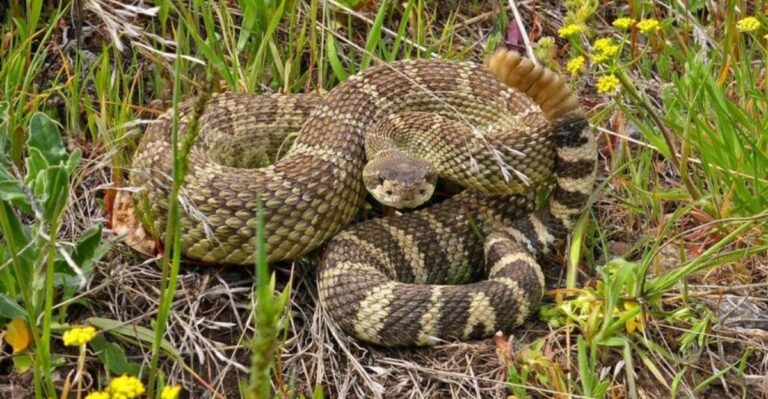 Why You Might See More Rattlesnakes Moving Around California In Early Fall