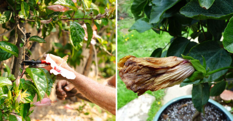 Should You Trim Florida Hibiscus In September Or Let It Keep Blooming?