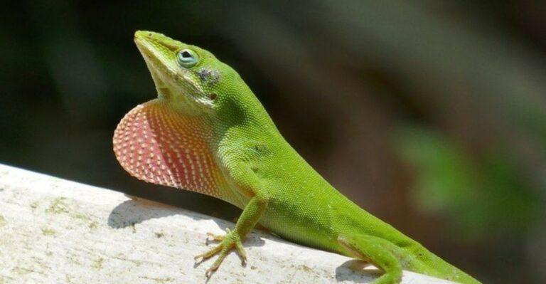 What It Really Means When Green Anoles Vanish From Your Texas Yard This Fall