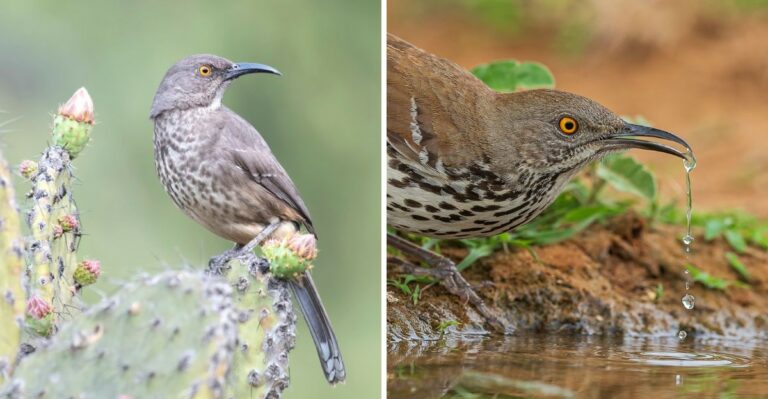 What It Means When You See A Curve-Billed Thrasher In Your Texas Yard