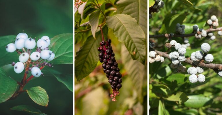 8 Native Berries Ripening In New Jersey Yards Right Now That Migrating Birds Depend On