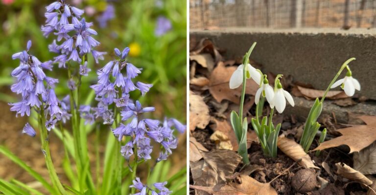 Georgia Gardeners Should Wait Before Planting These Spring-Flowering Bulbs