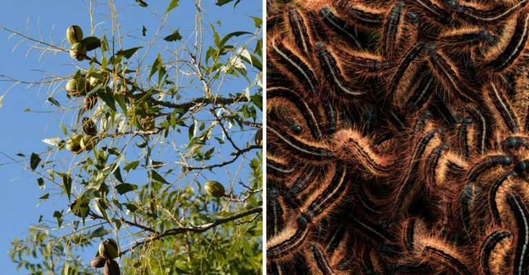 Clusters Of Spiky Black Caterpillars Are Defoliating Iowa Walnut Trees Before Dropping To The Ground