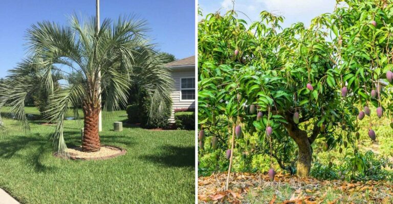 These Popular Florida Plants Need Feeding In September – But These Ones Don’t
